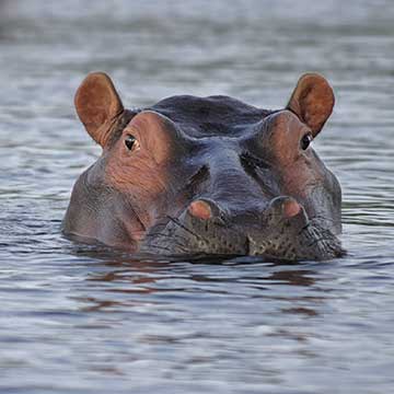 Hippopotamus amphibius
