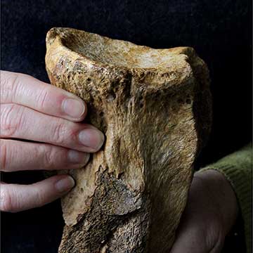 Hippopotamus bone