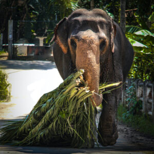 sri-lanka